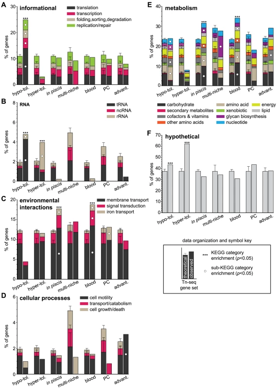 Functional KEGG categories enriched within gene sets.