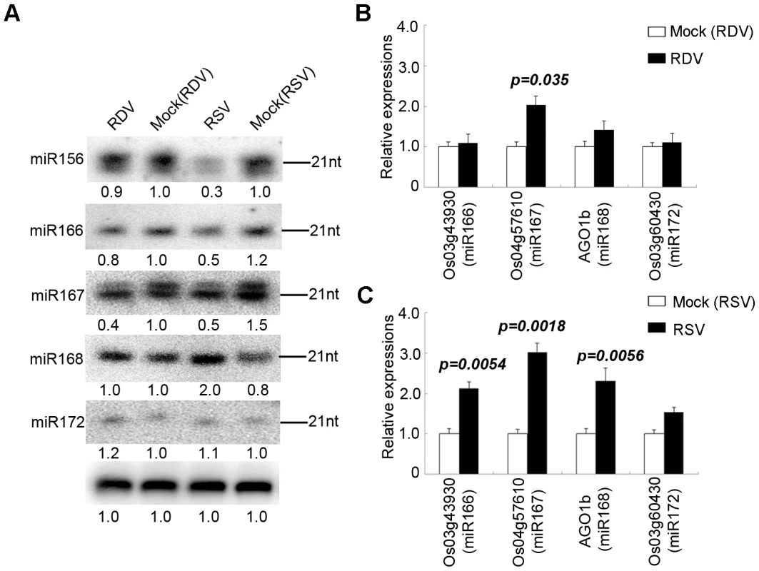 Confirmation of miRNA expression and analysis of miRNA target gene expression of in virus-infected plants.
