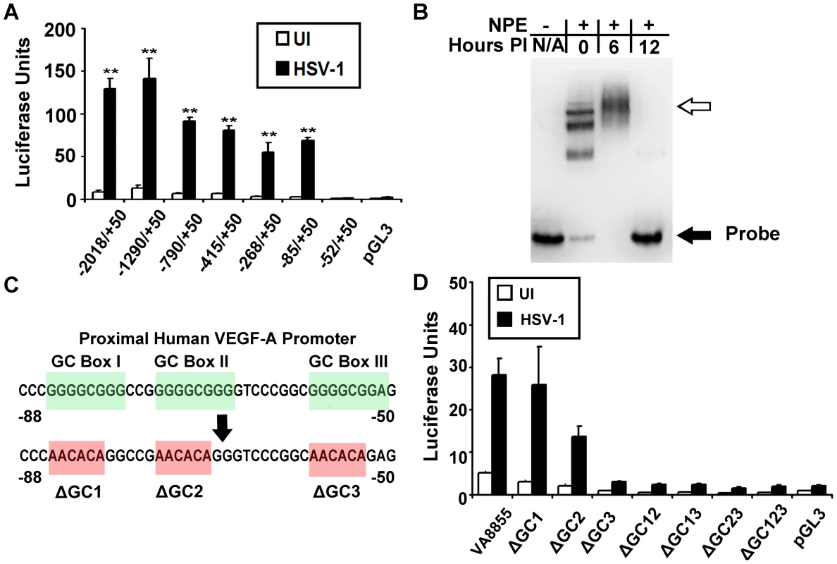 VEGF-A promoter analysis.