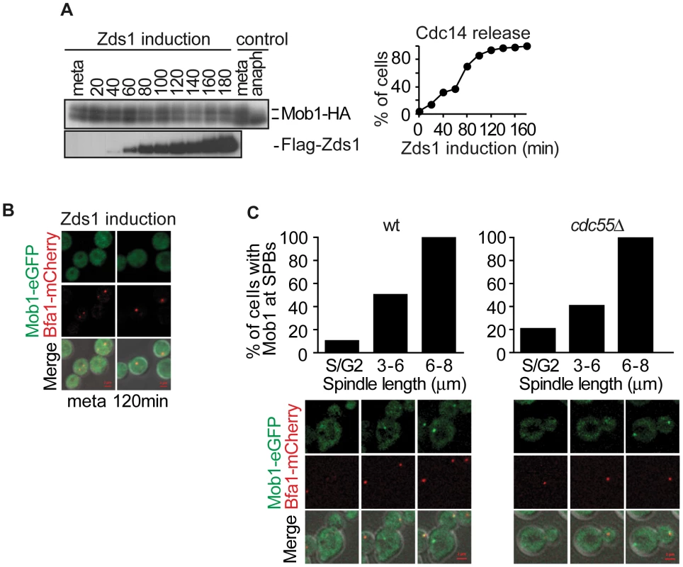 PP2A<sup>Cdc55</sup> inactivation is insufficient to induce Dbf2–Mob1 activation.