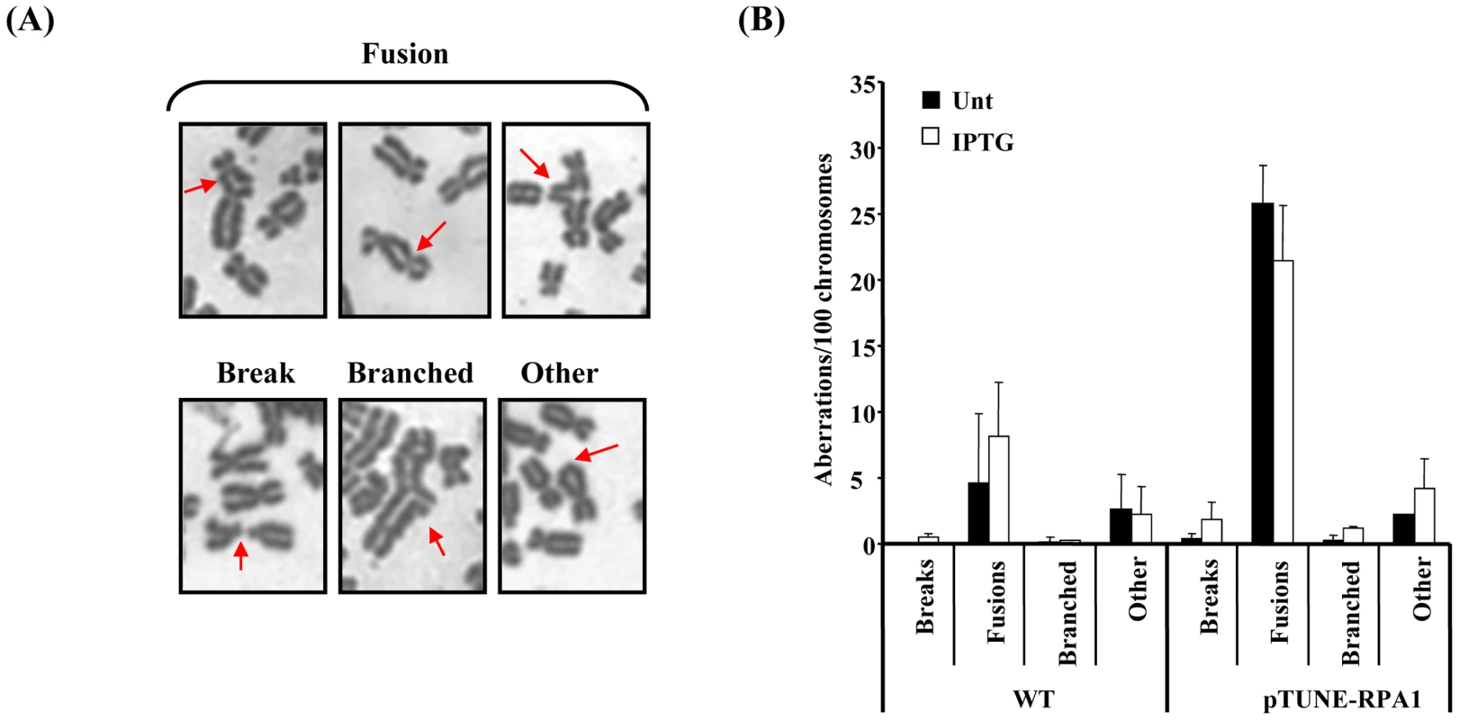 RPA1 over-expression is associated with elevated levels of chromosomal fusions.