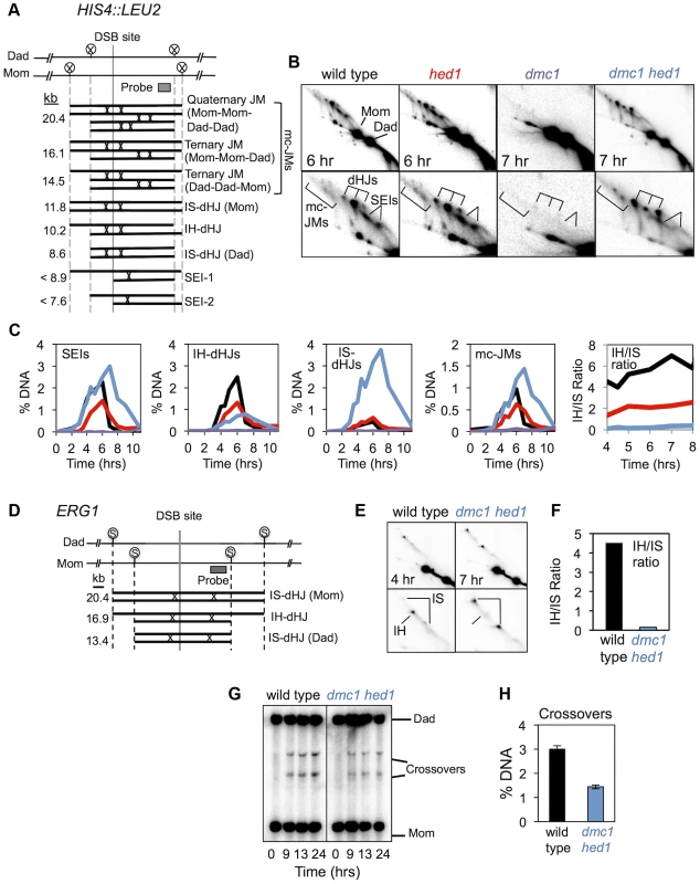 <i>hed1</i> and <i>dmc1 hed1</i> mutants are defective for interhomolog bias at two recombination hotspots.
