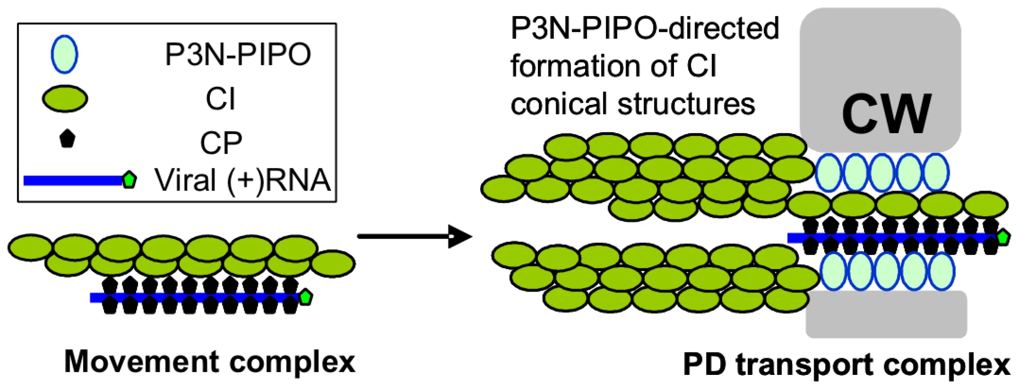 Model for potyvirus intercellular transport through PD.