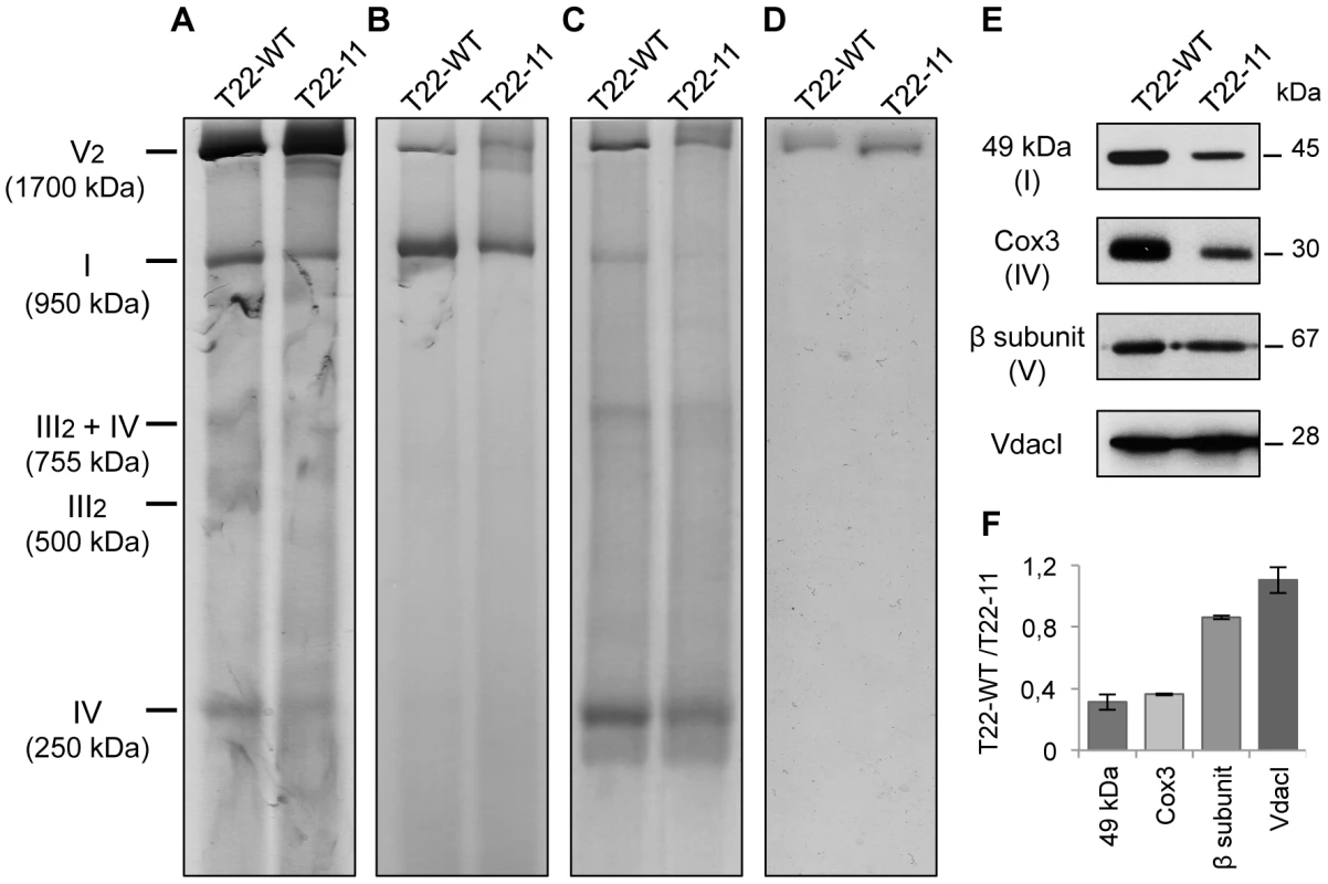 Analysis of mitochondrial complexes of T22-11 transformant.