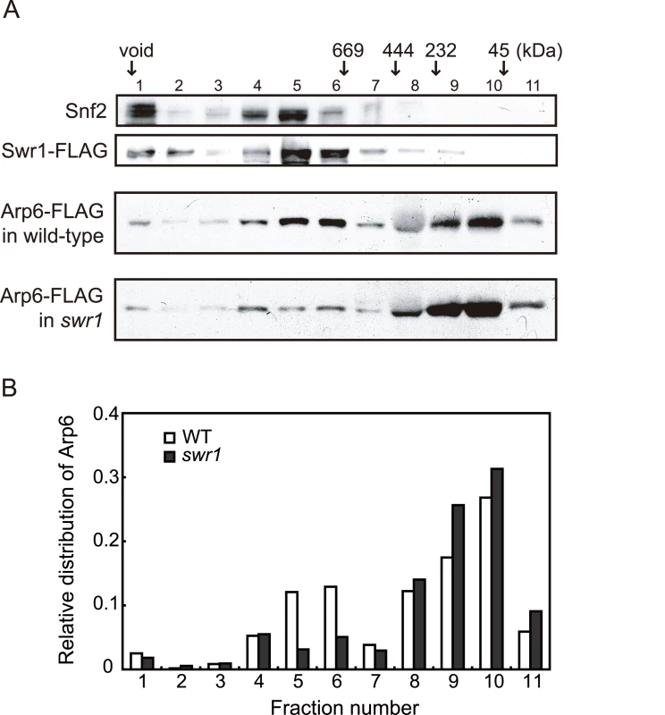 Sizing column Superose6 analysis of Arp6-complexes.
