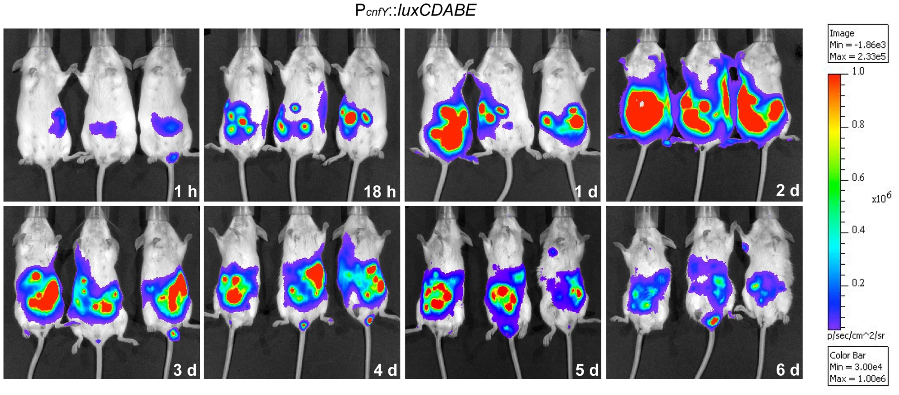 <i>In vivo</i> expression analysis of the <i>cnfY-luxCDABE</i> fusion.