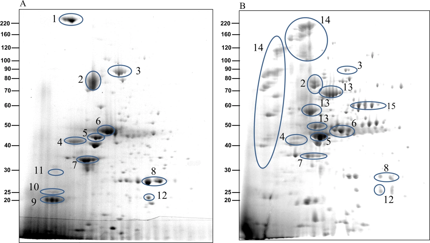 The CTD proteins in W50ABK*WbaP mutant are processed with their C-terminal domains cleaved off.