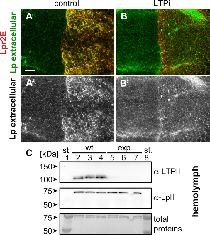 Lpr2E-mediated lipophorin extracellular stabilization requires LTP.