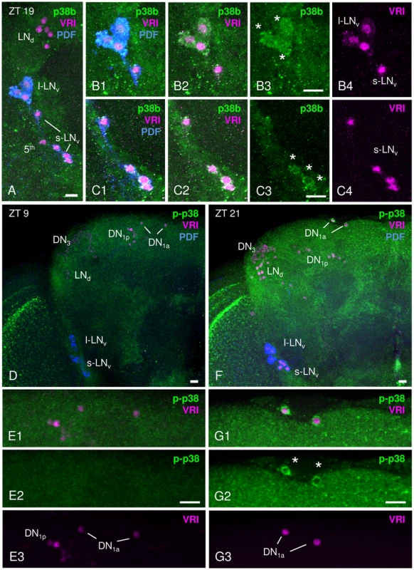 p38 MAPK expression pattern in adult male <i>Canton S</i> brains.
