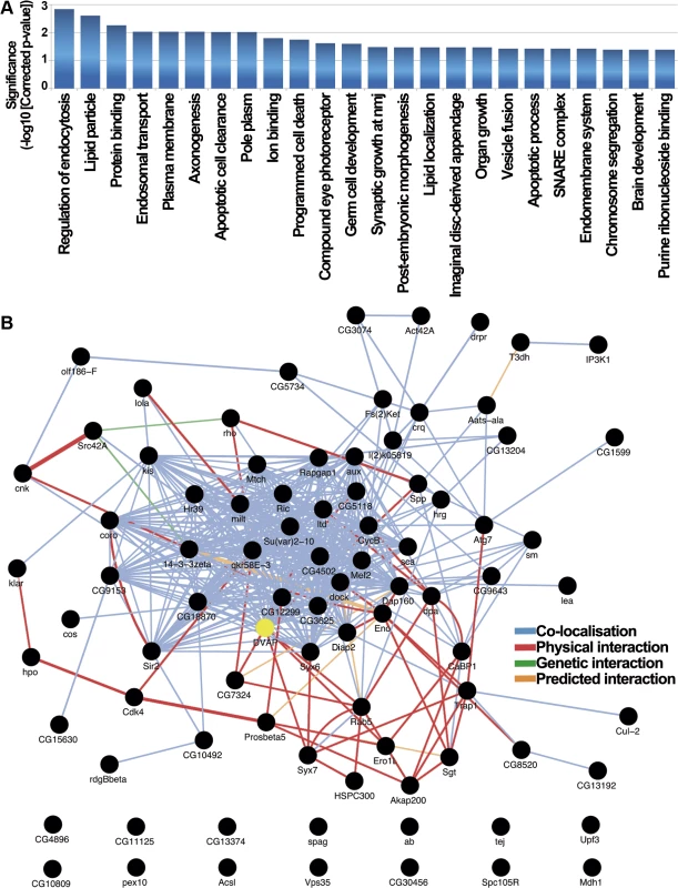 Functional role and interactome analysis of genetic modifiers in <i>Drosophila</i>.