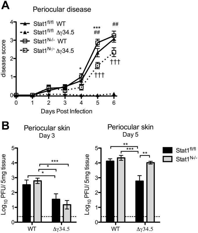 Viral zosteriform spread and pathogenesis in non-neuronal tissues of Stat1<sup>N-/-</sup> mice.