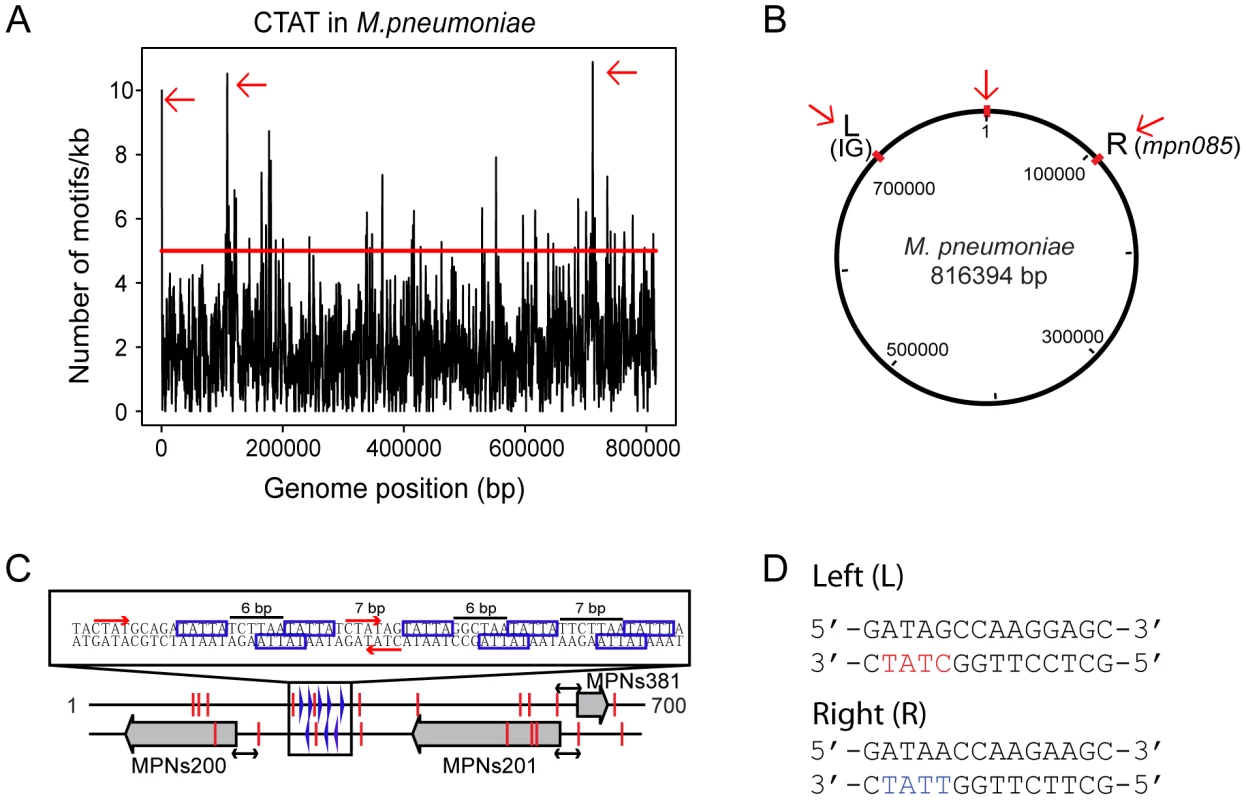 Genome-wide distribution of 5′-CT