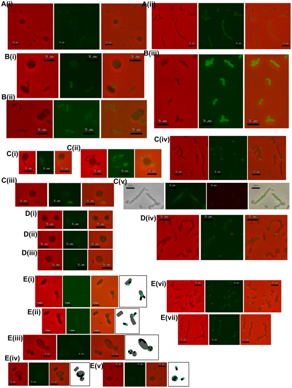 Location of fluorescently tagged Dgc and Cdg proteins in wild-type predatory and axenically growing cells.