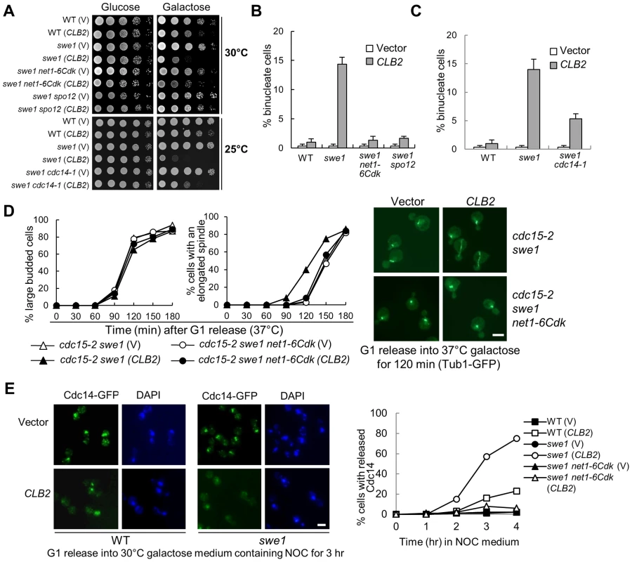 Mitotic CDK promotes spindle elongation through FEAR pathway.