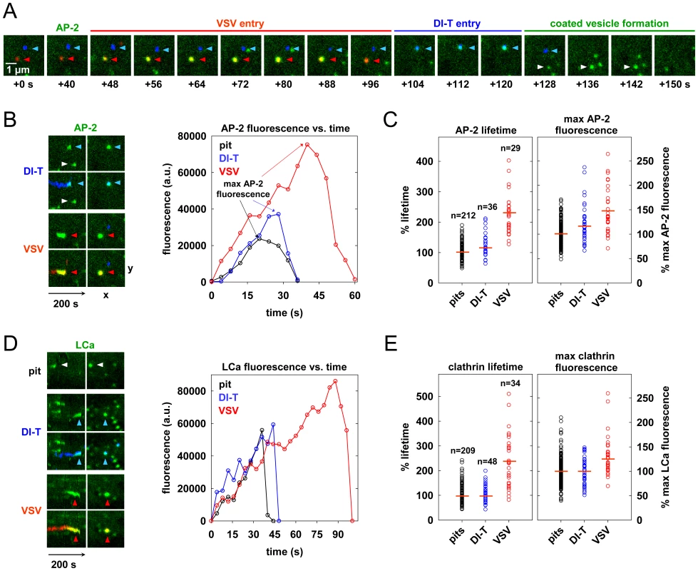 Cells internalize DI-T particles using conventional clathrin-coated vesicles.