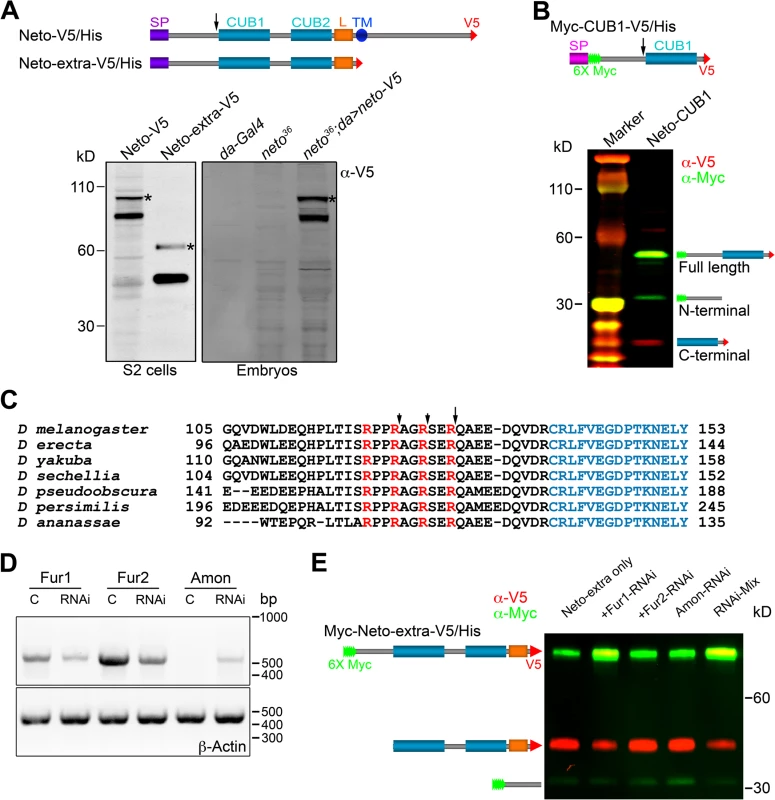 Neto contains a prodomain cleaved by Furin1-mediated limited proteolysis.
