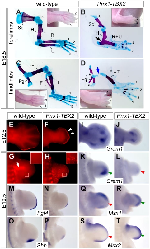 Ectopic Tbx2 represses <i>Grem1</i> and disrupts e-m signaling in the limb.