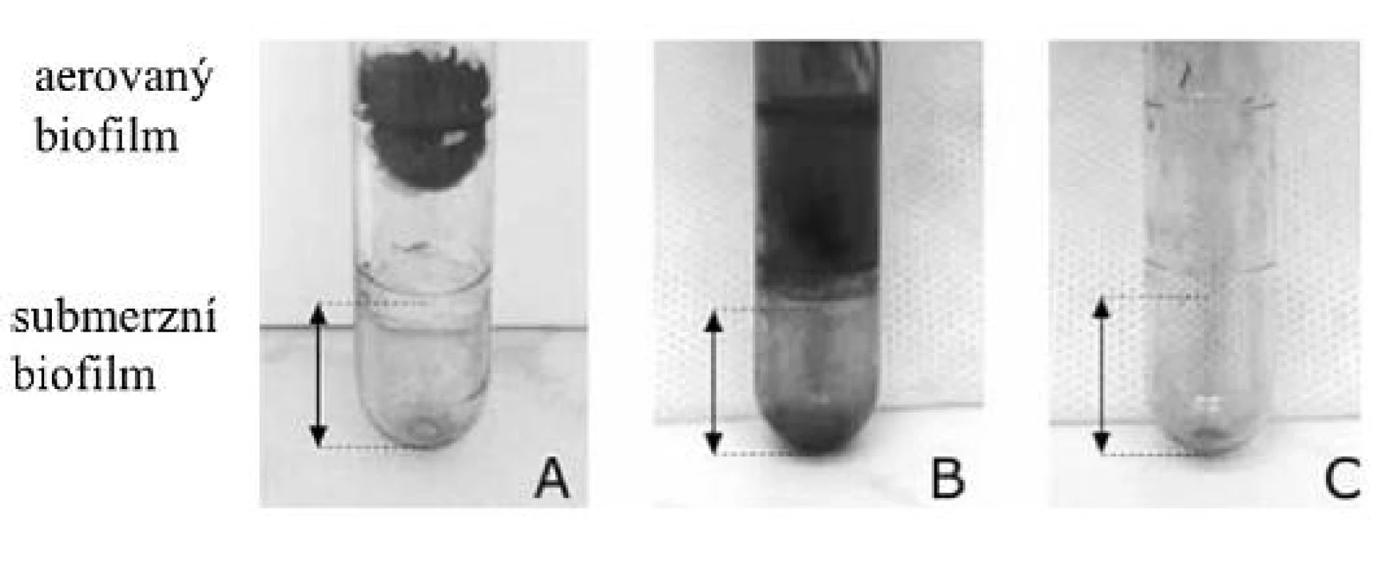 Kvantifikace aerovaného biofilmu
A, B – producenti aerovaného biofilmu, C – kmen neprodukující aerovaný biofilm

Fig. 1. Biofilm quantification: A, B – formation of aerated biofilm, C – no formation of aerated biofilm