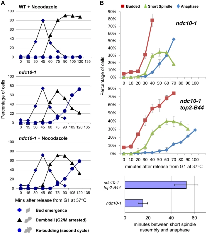 Checkpoint Activation by Top2-B44 is Independent of Kinetochores.