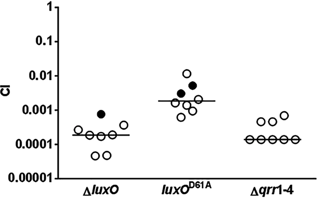 Activated LuxO and Qrr1-4 sRNAs are required for <i>V</i>. <i>cholerae</i> host colonization.