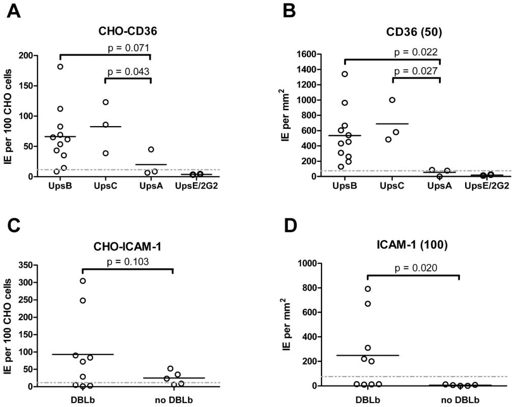 Infected erythrocyte binding to CD36 and ICAM-1.