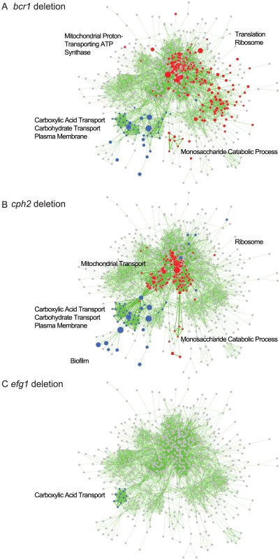 GSEA analysis of biofilms formed by <i>C. parapsilosis</i> deletion strains.