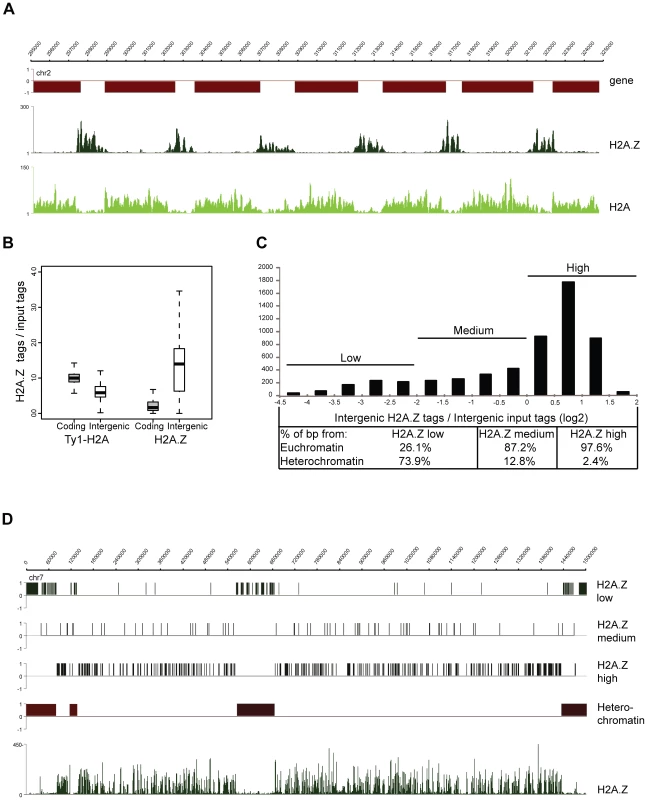 H2A.Z localizes to euchromatic intergenic regions.