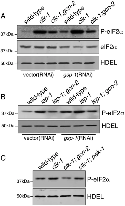 Phosphorylation of eIF2α during Mitochondrial Stress Requires GCN-2.