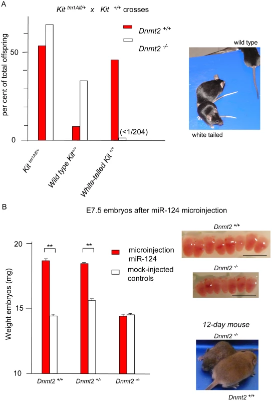 The Kit and Sox9 variant phenotypes are not generated in Dnmt2-negative embryos.