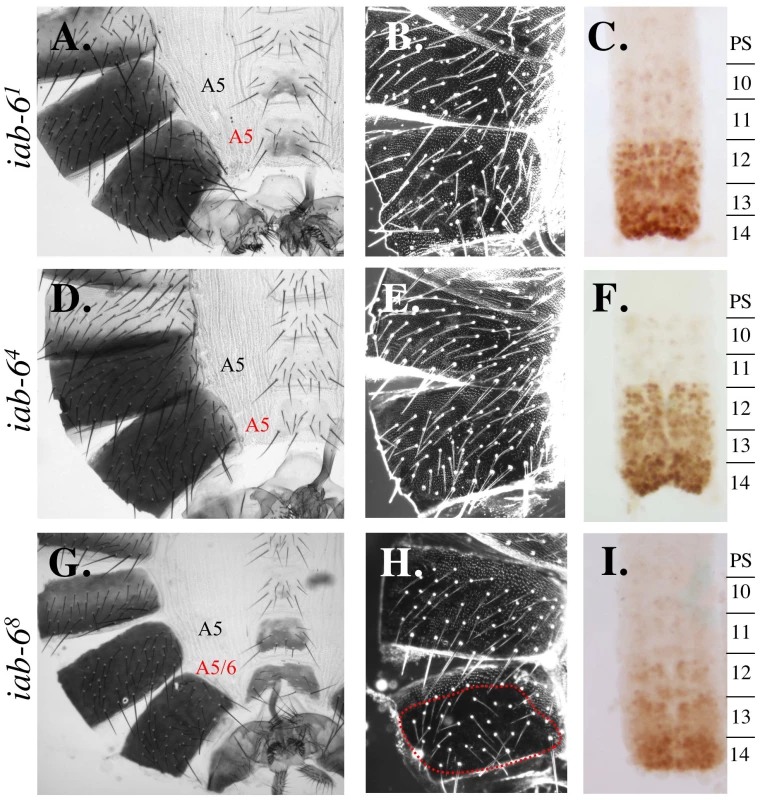 Phenotypes from initiator mutants.