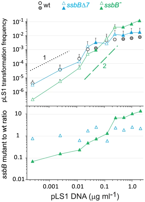 SsbB antagonizes plasmid transformation at high DNA concentration.