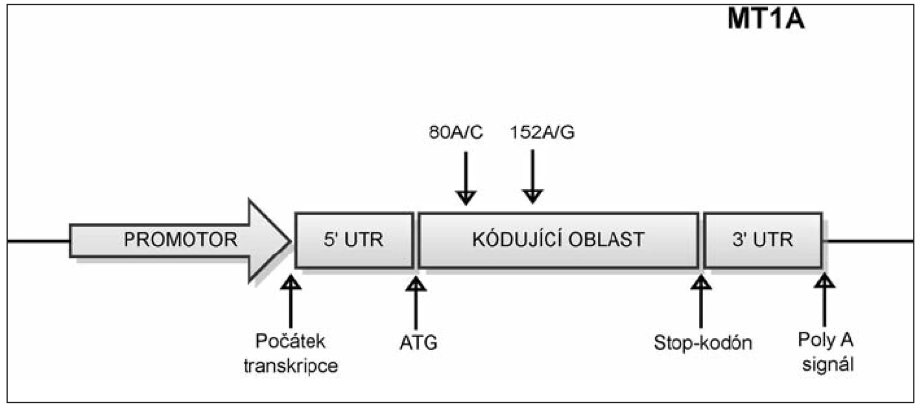 Umístění polymorfizmů v genu MT1A.
SNP c. 152A/G označuje polymorfní místo, které zahrnuje bázi nacházející se na 152. pozici od začátku kódující sekvence genu MT1A. Na tomto místě se může vyskytovat nukleotid A, nebo G. SNP c. 80A/C označuje polymorfní místo, které zahrnuje bázi nacházející se na 80. pozici od začátku kódující sekvence genu MT1A. Na tomto místě se může vyskytovat nukleotid A, nebo C.