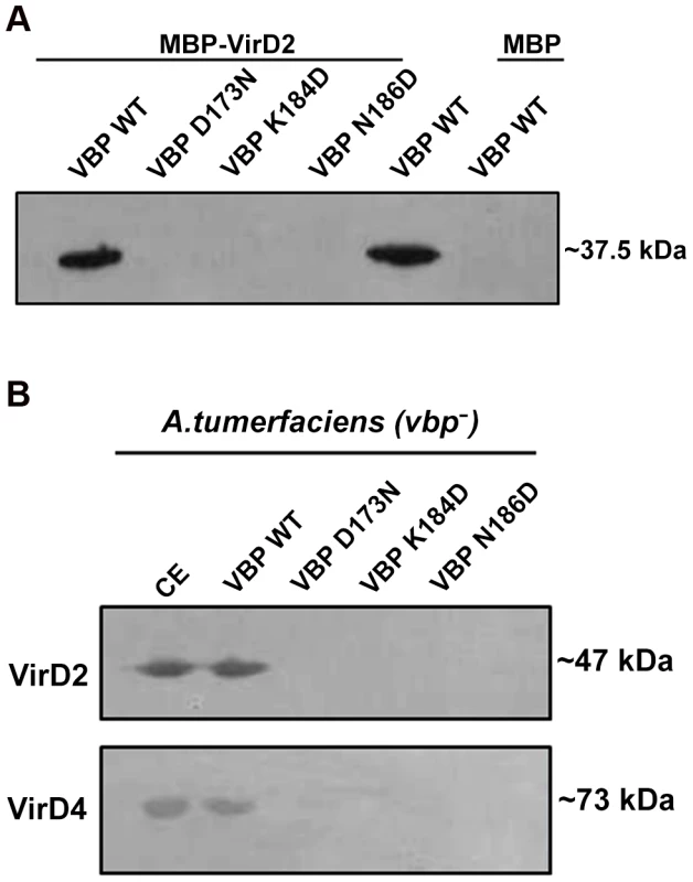 Pull down assays.
