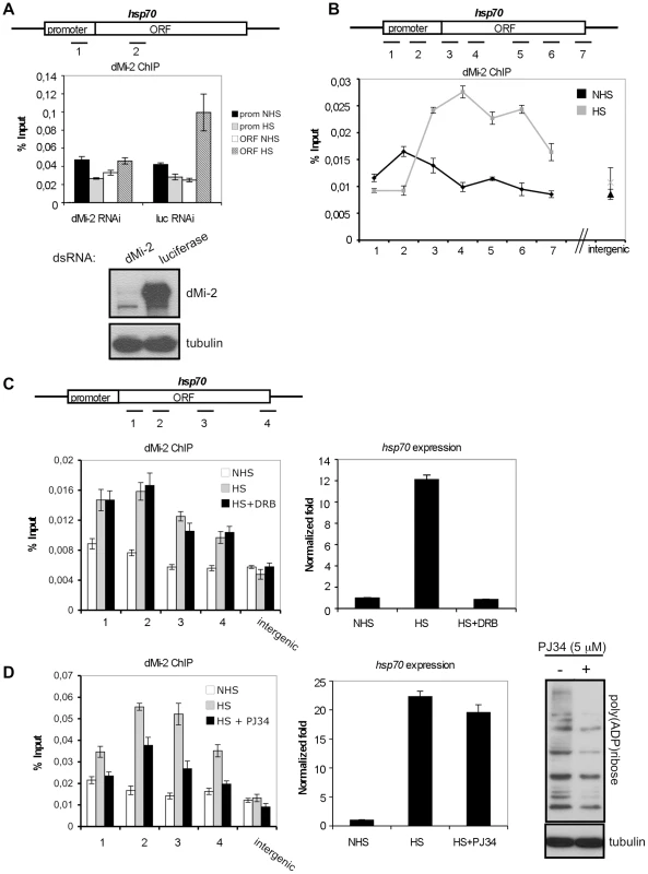 dMi-2 recruitment to HS genes requires PARP activity.