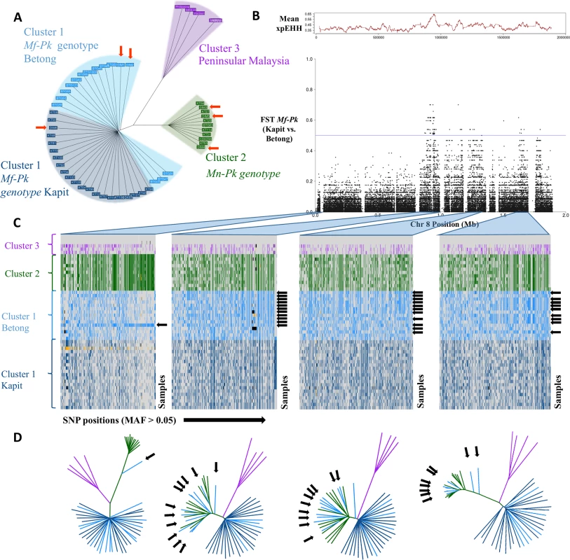 Whole genome population structure and evidence of genetic exchange in chromosome 8.