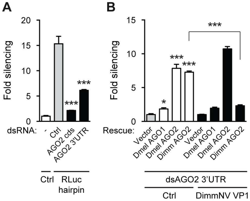 DimmNV VP1 inhibits Dimm AGO2 function.