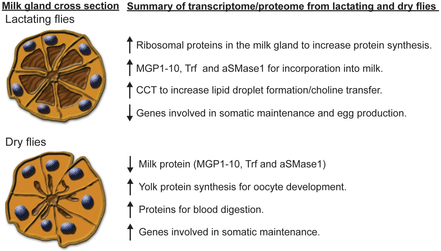 Summary of the results from our tsetse fly lactation study.