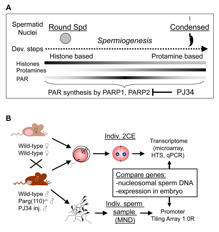 Experimental design to ascertain the impact of sperm chromatin structure on early embryonic gene expression.