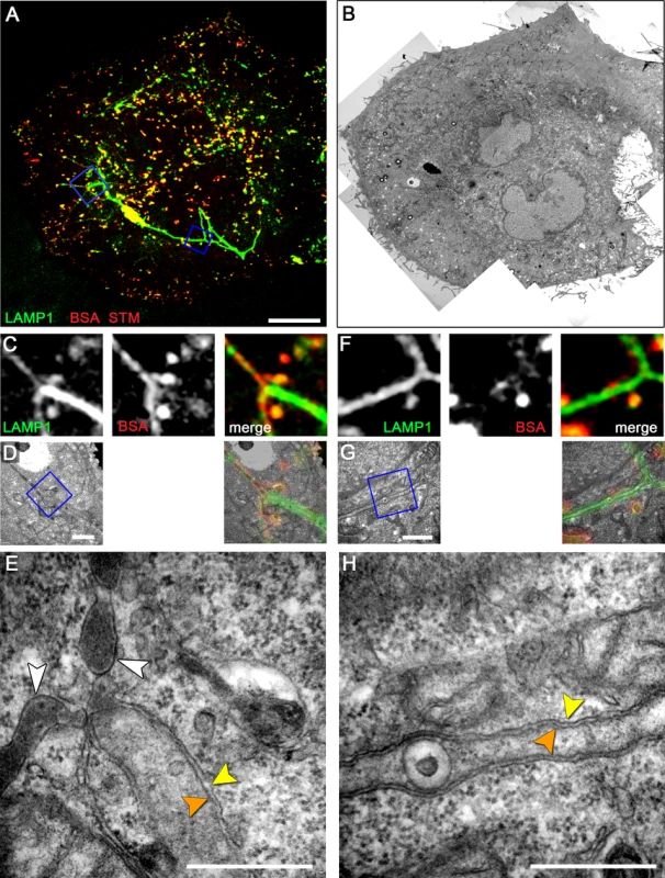 Early-stage SIF in HeLa cells exhibit leading and trailing phenotypes.