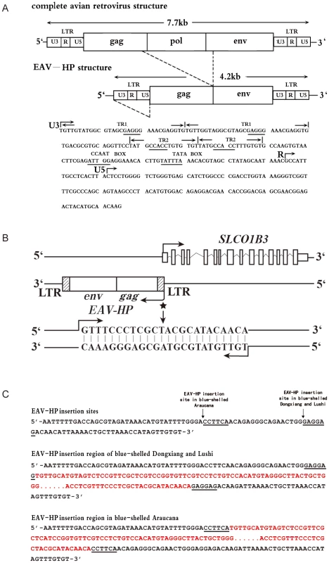The <i>EAV-HP</i> insertion in blue-shelled chickens.
