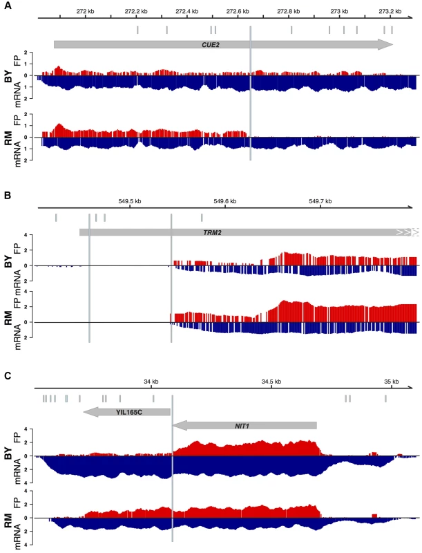 Examples of patterns of translation at putative premature stop codons.