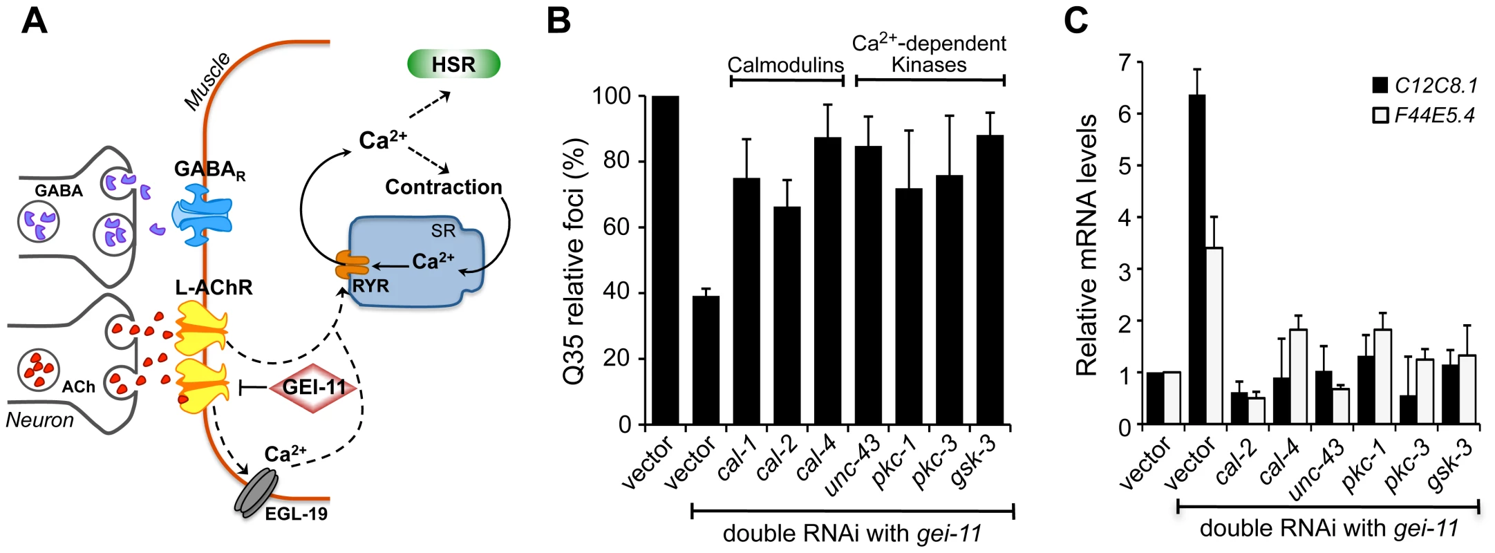 Ca<sup>2+</sup>-dependent kinases required for activation of the HSR and folding enhancement.