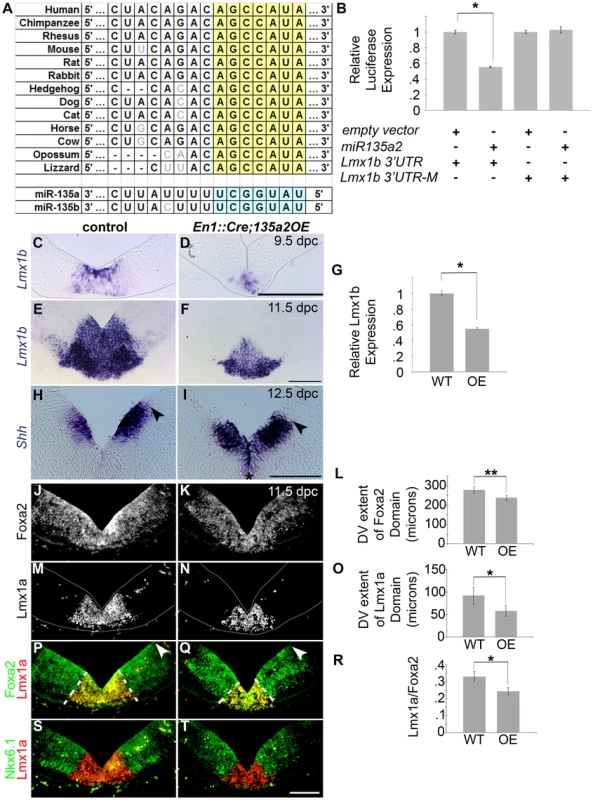 Increasing <i>miR135a2</i> levels reduces mDA progenitor domain size and alters allocation of mDA progenitors.
