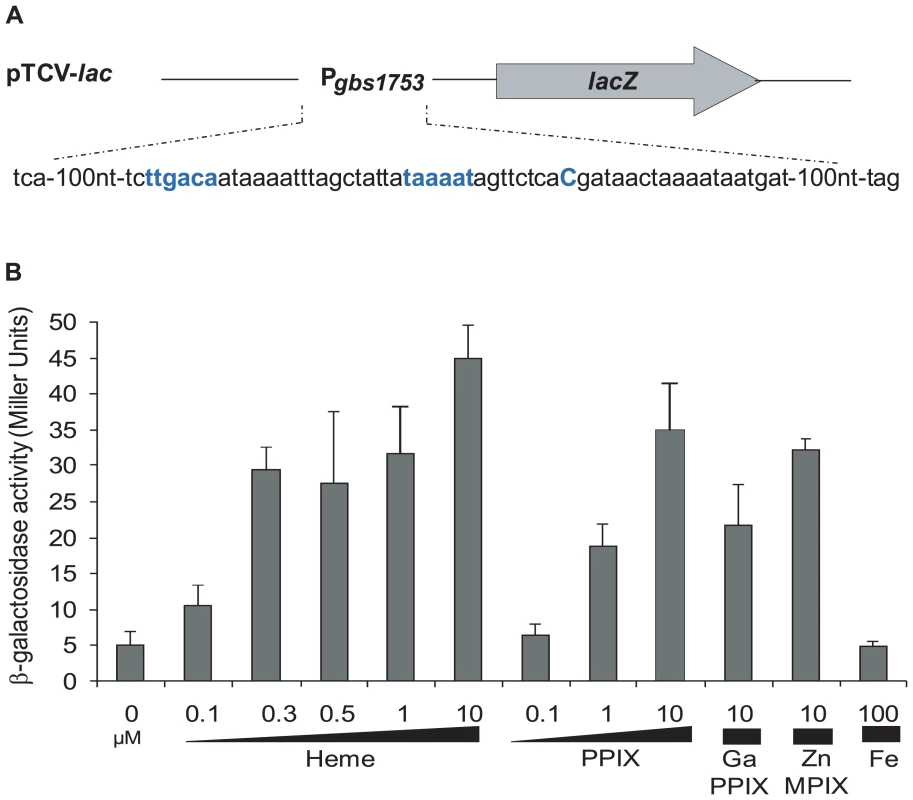 The <i>pefAB</i> locus is induced by porphyrin molecules: heme, PPIX, GaPPIX and ZnMPIX.
