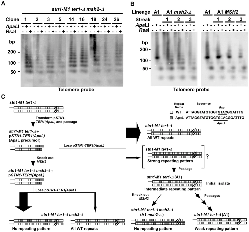 The effect of mismatch repair deficiency on telomeric structure in <i>stn1-M1</i> mutants derived from the ApaL precursor.