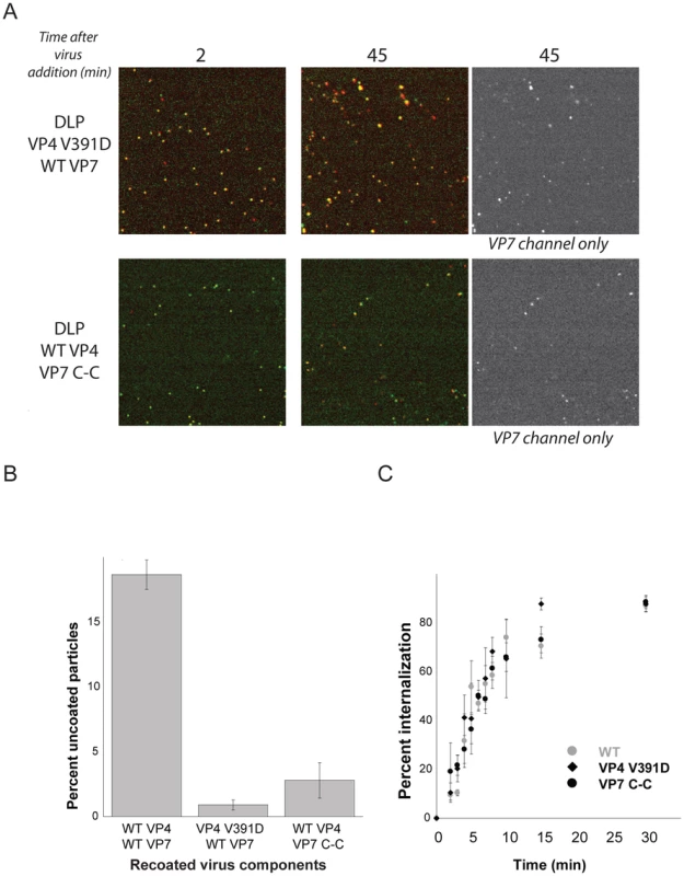 VP4 fusion-loop mutant and VP7 disulfide-linked trimer.