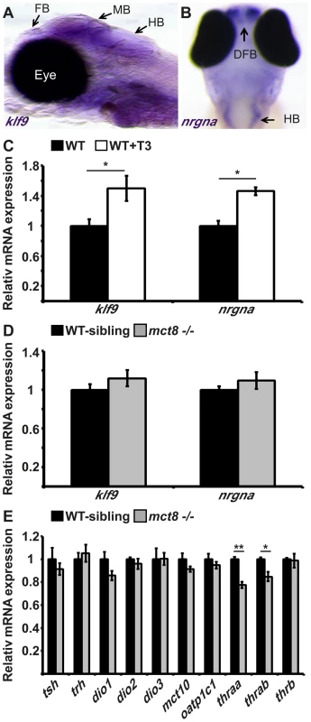 The expression of TH-induced and HPT-axis genes in <i>mct8</i>−/− embryos.
