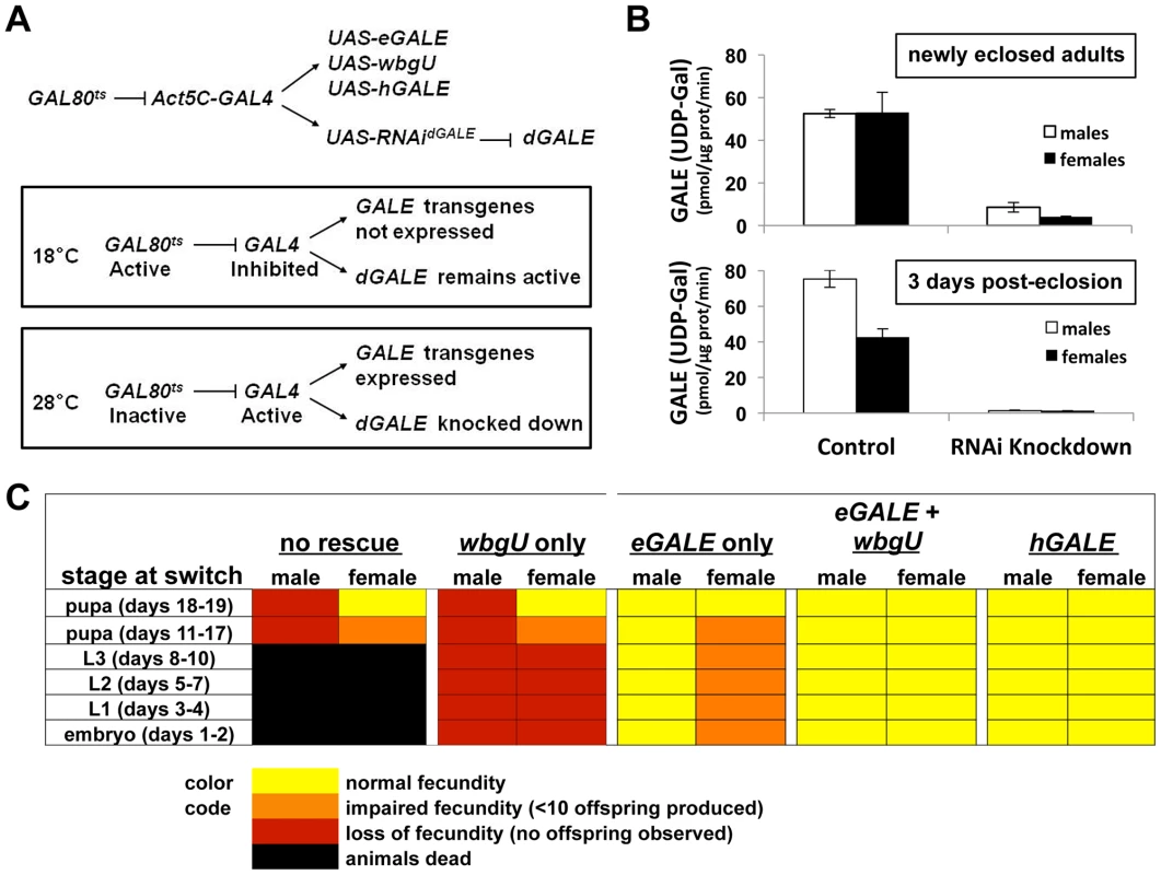 Differentially impaired fecundity of flies lacking different GALE activities.