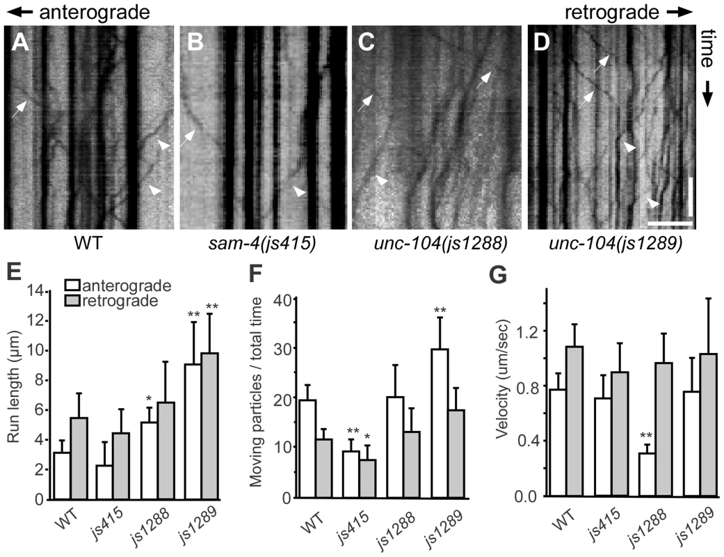 Live imaging of GFP-RAB-3 trafficking in <i>unc-104</i> mutants.