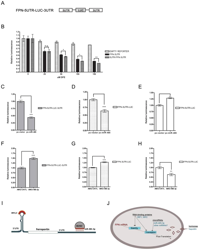 Both IRP-mediated 5′UTR and MiR-485-3p-mediated FPN 3′UTR to post-transcriptional regulation of FPN.